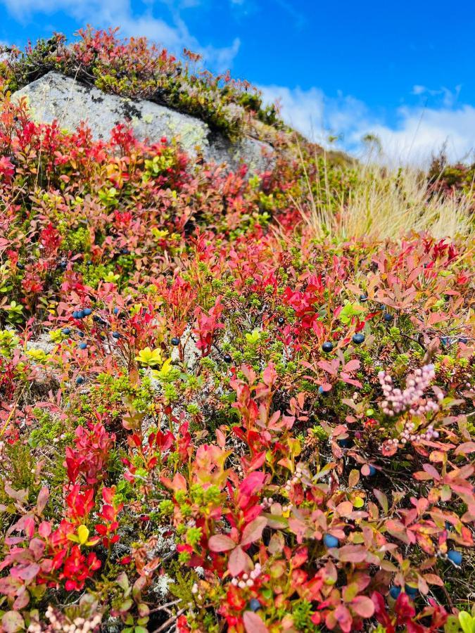 Flott Leilighet Pa Haugen I Sirdal Tjorhom 외부 사진