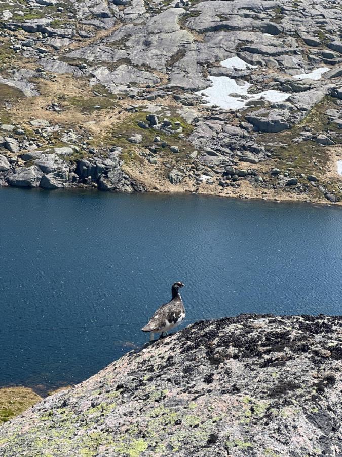 Flott Leilighet Pa Haugen I Sirdal Tjorhom 외부 사진